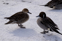 Pintail Ducks (female and male)