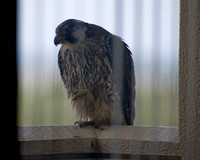 Falcon Resting