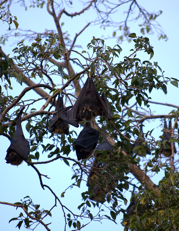 Bats at dusk