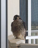 Falcon on Balcony