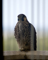 falcon_resting-24