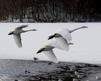 Whooper Swans in Flight