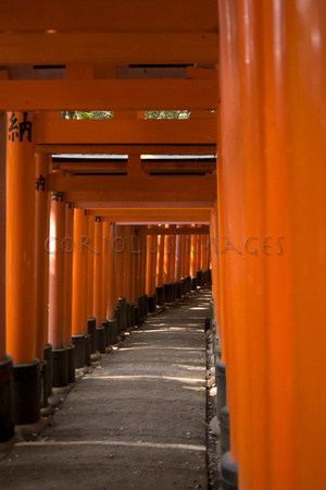Torii Gates of Fushimi Inari Shrine, Kyoto