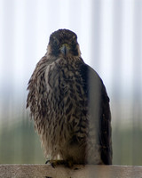 falcon_resting-18