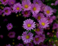 flowers - IMGP4546