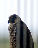 falcon_resting-44