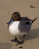 Pintail duck (male)