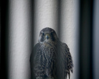 Immature Peregrine Falcon