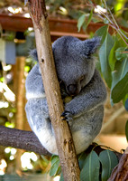 Sleepy Koala