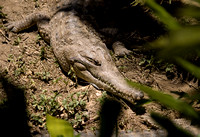 kuranda-112