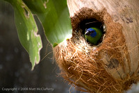 Finch in a coconut nest