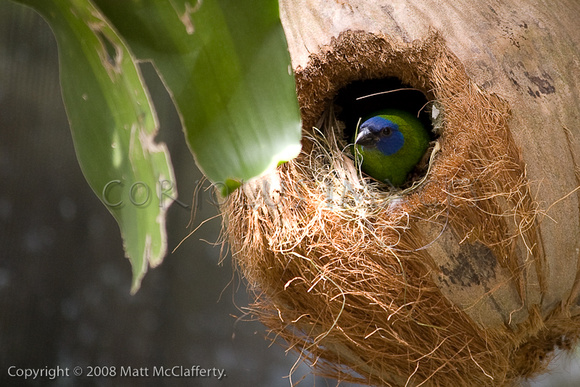 Finch in a coconut nest