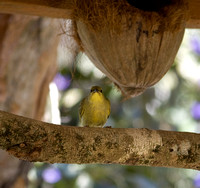 The friendly bird that perched upon my head