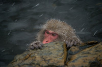 Snow Monkeys