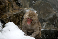 Snow Monkeys