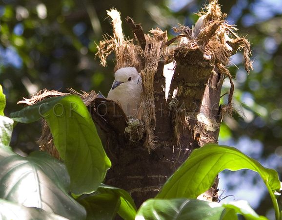 Dove in Palm Tree Nest