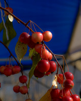 Cherries on the branch