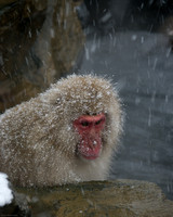 Snow Monkeys