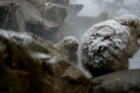 Snow Monkeys
