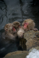 Snow Monkeys