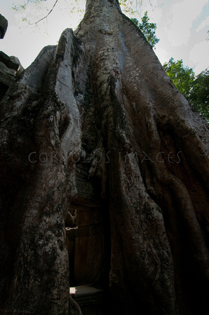 Angkor-5391