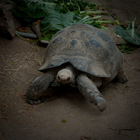 Galapagos Tortoise 2