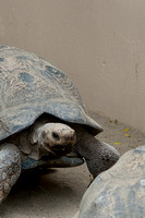 Galapagos Tortoise 3