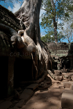 Angkor-5327