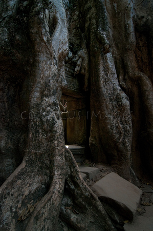Angkor-5393