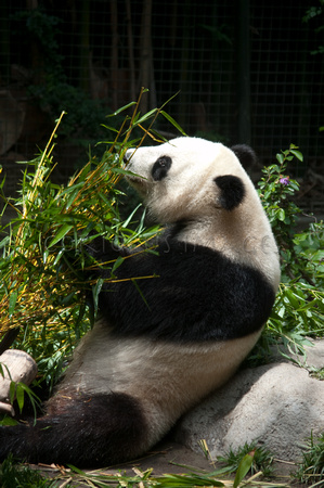 Panda Enjoying her Meal