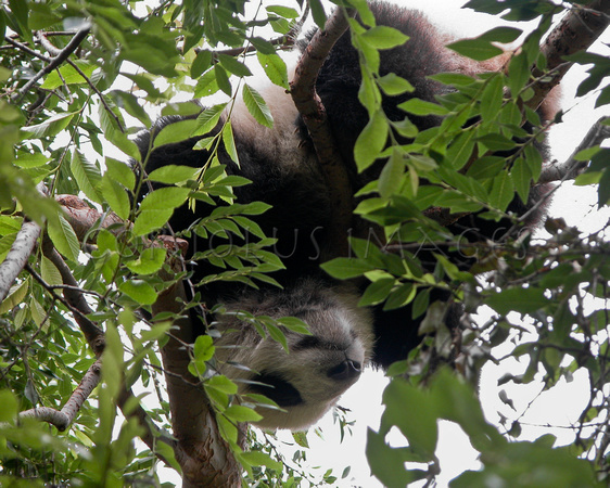 Panda Cub Asleep in Tree