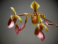 Orchids afloat