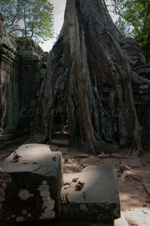Angkor-5379