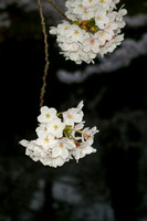 Sakura Matsuri