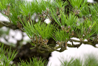 Close up of Bonsai pine needles