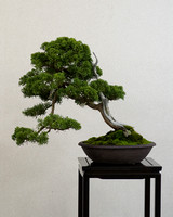 Bonsai shaped like clouds viewed from the front