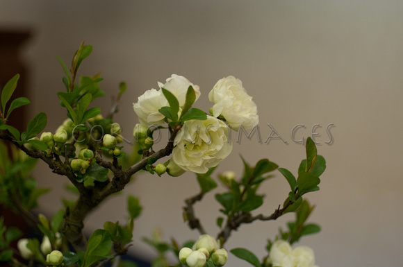 White Flowering Bonsai