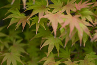 Close up of Maple Bonsai