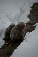 Snow Monkeys