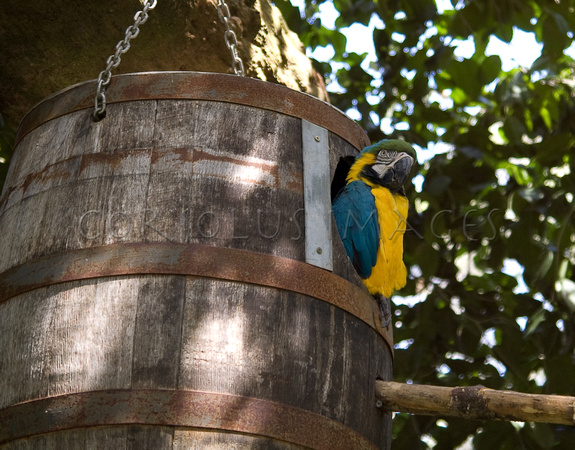 Macaw in a barrel