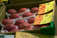 Aomori's famous apples