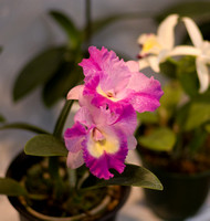 Orchid